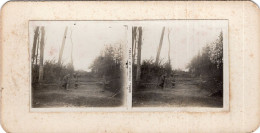 Photo Stéreoscopique , Chevaux De Frise - 1914-18