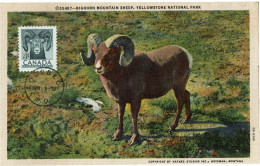 PP15 - CANADA CARTE MAXIMUM LE BIGHORN - Maximum Cards