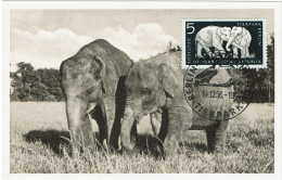 PP15 - ALLEMAGNE RD CARTE MAXIMUM ELEPHANTS - Maximumkaarten