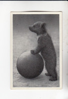 Mit Trumpf Durch Alle Welt Lustige Tierbilder Jung - Bär Spielt Ball   B Serie 2 #3 Von 1933 - Other Brands