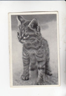Mit Trumpf Durch Alle Welt Lustige Tierbilder Falb - Kätzchen    B Serie 2 #4 Von 1933 - Andere Merken