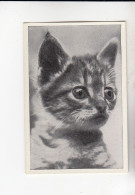 Mit Trumpf Durch Alle Welt Lustige Tierköpfe Junge Falbkatze B Serie 3 #1 Von 1933 - Zigarettenmarken