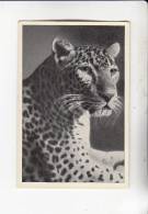 Mit Trumpf Durch Alle Welt Lustige Tierköpfe Der Afrikanische Leopard  B Serie 3 #4 Von 1933 - Sigarette (marche)