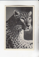 Mit Trumpf Durch Alle Welt Lustige Tierköpfe Der Afrikanische Leopard  B Serie 3 #4 Von 1933 - Andere Merken