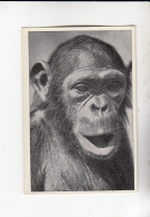 Mit Trumpf Durch Alle Welt Lustige Tierköpfe Schimpanse ( Afrika )  B Serie 3 #5 Von 1933 - Zigarettenmarken