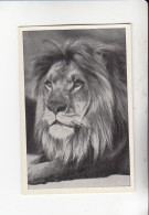 Mit Trumpf Durch Alle Welt Lustige Tierköpfe Löwe ( Afrika )  B Serie 3 #6 Von 1933 - Zigarettenmarken