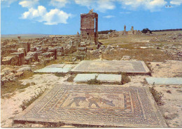 CPSM - VOLUBILIS D'ACCROBATRE - MOSAIQUE DE LA MAISON D'ORPHEE - Other & Unclassified