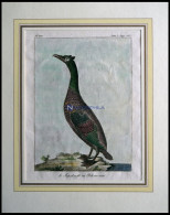 Der Pelikan (le Jopskarfr Ou Pelican Noir), Kolorierter Kupferstich Von Olafsen Aus Atlas Du Voyage En Islande Von 1802 - Litografia