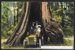 Canada, Vancouver, Stanley Park, Big Tree, Mailed From US 1938 - Vancouver