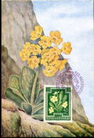 X0159 Austria, Maximum 1948  Flowers, Primula Vulgaris - Cartas Máxima