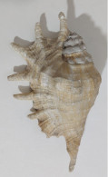 57722 Conchiglia Di Mare - Lambis - 220 Mm - Seashells & Snail-shells