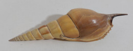 57731 Conchiglia Di Mare - Strombidae - Tibia Curta - 190 Mm - Seashells & Snail-shells