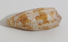 57738 Conchiglia Di Mare - Conus Geographus - 75 Mm - Coquillages