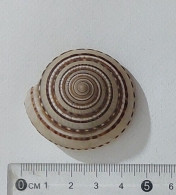 67443 Conchiglia Di Mare - Sundial Shell - 42 Mm - Conchas Y Caracoles