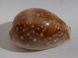 68348 Conchiglia Di Mare - Cypraea Vitellus - 60 Mm - Seashells & Snail-shells