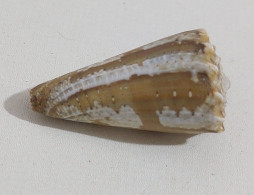 68352 Conchiglia Di Mare - Conus Imperialis - 40 Mm - Seashells & Snail-shells