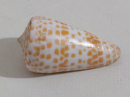 68353 Conchiglia Di Mare - Conus Tessulatus - 50 Mm - Conchiglie