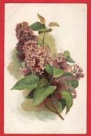 LILACS     RAPHAEL TUCK POST CARD  SERIES  Pu 1915 - Tuck, Raphael