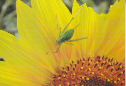 Sauterelle Sur Tournesol - Insetti