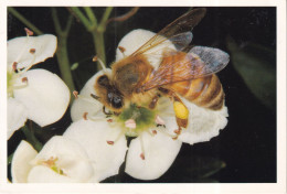 Abeille  Sur Fleur D'Aubépine - Insectes