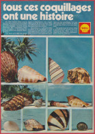 Shell. Collection De Coquillage. Tous Les Coquillages Ont Une Histoire. Compagnie Pétrolière. Essence. 1971. - Publicidad