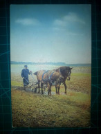 ARGENTINE, Carte Postale De Chevaux Et Autres équidés. De Belles Images De Chevaux Tirant Des Charrettes Ou Des Poussett - Chevaux