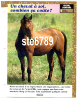 Cheval Horse Chevaux UN CHEVAL A SOI COMBIEN CA COUTE ? Fiche Dépliante - Animaux