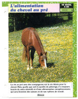 L'ALIMENTATION DU CHEVAL AU PRE   Horse Chevaux Un Cheval à Soi Entretien Fiche Dépliante - Animali