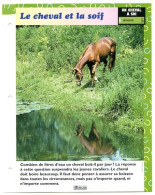 LE CHEVAL ET LA SOIF  Horse Chevaux Un Cheval à Soi Entretien Fiche Dépliante - Animaux