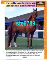 LE SELLE AMERICAIN OU AMERICAN SADDLEBRED  Cheval Horse Chevaux Fiche Dépliante - Tiere