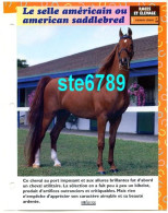 LE SELLE AMERICAIN OU AMERICAN SADDLEBRED  Cheval Horse Chevaux Fiche Dépliante - Animaux