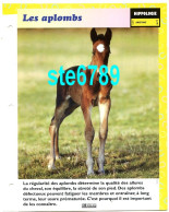 LES APLOMBS Anatomie Cheval Horse Chevaux Fiche Dépliante - Animales