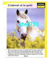 L'ODORAT ET LE GOUT   Cheval Horse Chevaux Hippologie Fiche Dépliante - Animales