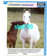 L'INSTINCT MATERNEL   Cheval Horse Chevaux Connaissance Du Cheval Fiche Dépliante - Animali