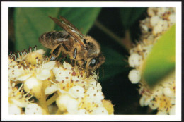 CP Publicitaire Abeille Bee Apis Mellifera Sur Fleur De Tilleul  Domaine Apicole De Chezelles 36500 - Insects