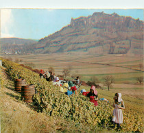 18* SANCERRE  Vendanges A Chavignol (CPSM 10,5x15cm)  RL16,0967 - Sancerre