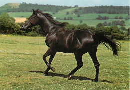 Animaux - Chevaux - Au Pâturage - Carte Neuve - CPM - Voir Scans Recto-Verso - Chevaux