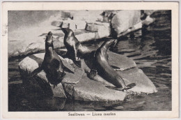 Zoologischer Garten Basel - Seelöwen - Lions Marins - Gelaufen 1927 Basel 2 - Bâle