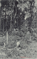 Singapore - In The Jungle - Publ. Max H. Hilckles 190 - Singapore