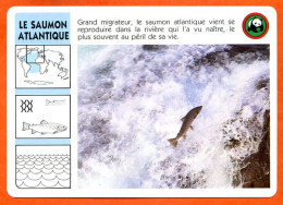 WWF LE SAUMON ATLANTIQUE Animaux  Animal Poissons Poisson Fiche Illustree Documentée - Animals