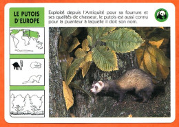 WWF LE PUTOIS D'EUROPE  Animaux  Animal Fiche Illustree Documentée - Animaux