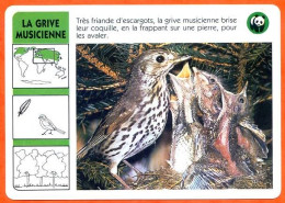 WWF LA GRIVE MUSICIENNE  Oiseau Animaux  Animal Fiche Illustree Documentée - Tiere