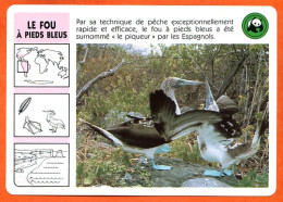 WWF LE FOU A PIEDS BLEUS Animaux  Animal Oiseau Fiche Illustree Documentée - Dieren