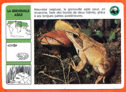 WWF LA GRENOUILLE AGILE   Animaux Animal Fiche Illustree Documentée - Animaux