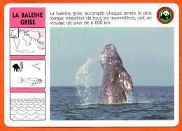 WWF LA BALEINE GRISE  Animaux  Animal Fiche Illustree Documentée - Animali