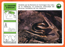 WWF COULEUVRE D' ESCULAPE  Animaux  Animal Serpent Fiche Illustree Documentée - Animaux