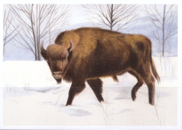 EUROPEAN BISON (Bison Bonasus) - Tauri