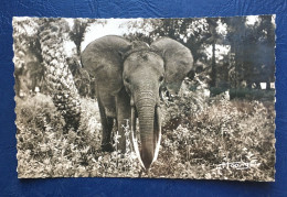 Jeune éléphant, Lib "Au Messager", N° 184 - Brazzaville