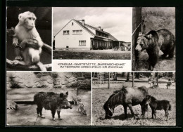 AK Hirschfeld /Kr. Zwickau, Konsum-Gaststätte Bärenschenke Im Tierpark, Affe Und Bär  - Zwickau