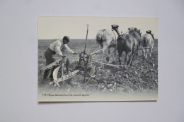 Paysan Labourant Lors D'un Concours Agricole    ( 1944 )   -  éditions ATLAS - Wagengespanne